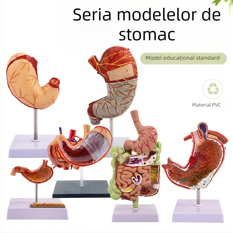 Model de anatomie a stomacului uman — secțiune coronară, model gastric patologic cu perforație, educație în gastroenterologie