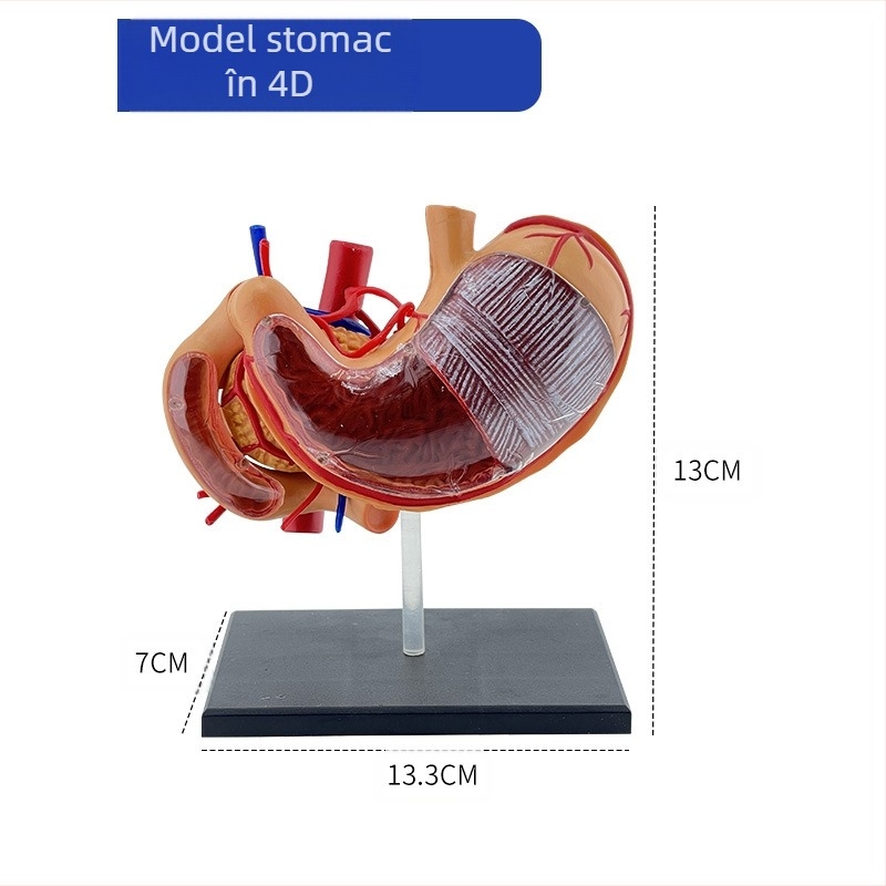 Model de anatomie a stomacului uman — secțiune coronară, model gastric patologic cu perforație, educație în gastroenterologie