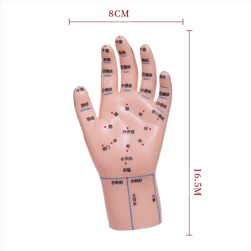 Model de puncte de acupunctură pentru mâini, picioare și urechi cu meridiane – diagramă de reflexologie pentru învățare, din plastic, pachet de 100 bucăți