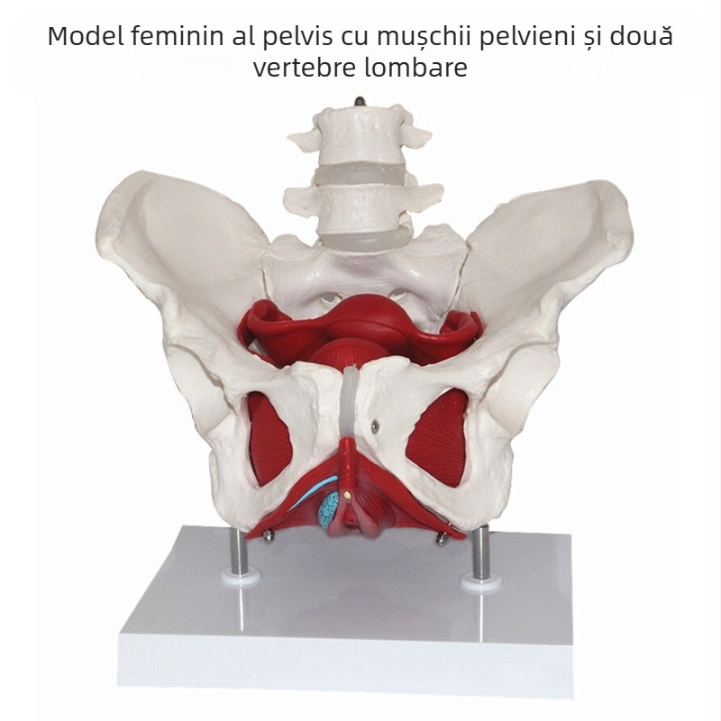 Model de anatomie feminină a pelvisului cu structură pelviană, două segmente lombare și mușchii podelei pelvine — model didactic medical, set de 8 piese pentru curriculă școlară