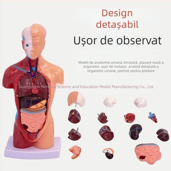 Meishan model de trunchi pentru învățare – inimă și creier, din plastic