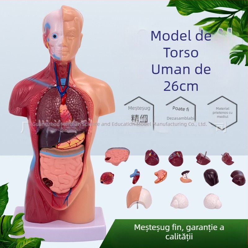 Meishan model de trunchi pentru învățare – inimă și creier, din plastic
