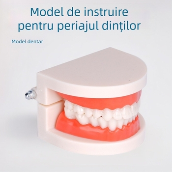 Model dentar educațional pentru adulți, cu structură detașabilă a protezei și model de pregătire a protezelor