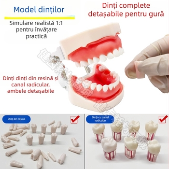 Tuscon Model dentar didactic — Cavitate bucală detașabilă, Simulare standard pentru practică la adulți
