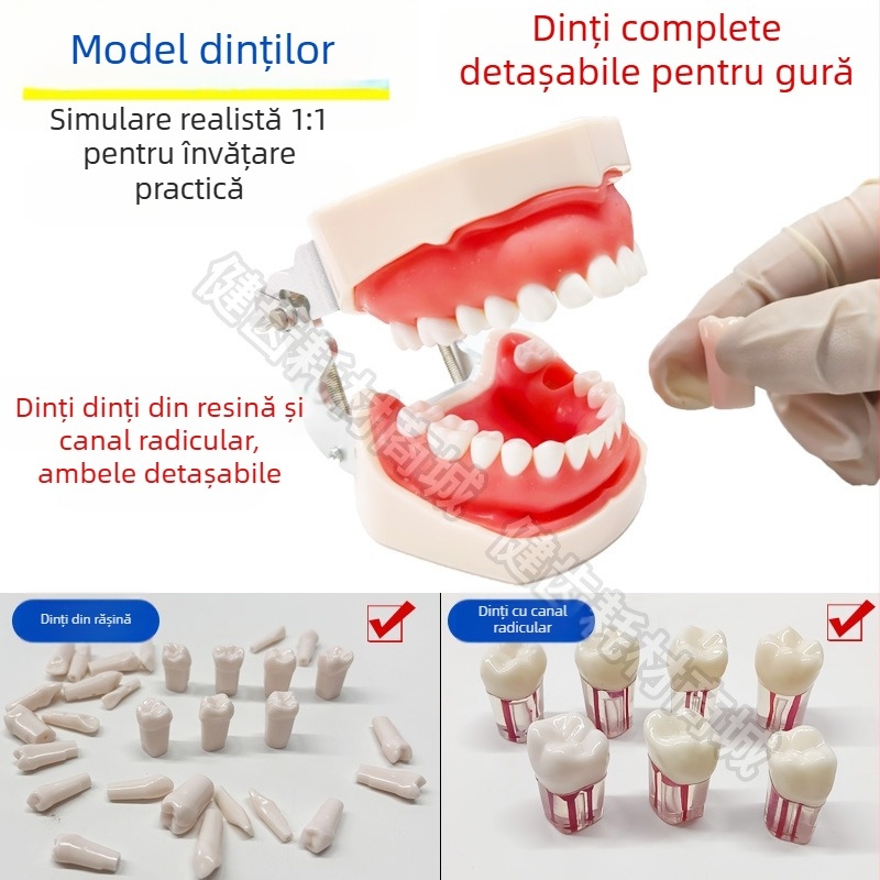 Tuscon Model dentar didactic — Cavitate bucală detașabilă, Simulare standard pentru practică la adulți