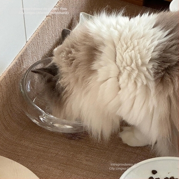 Bol de hrana pisici — din sticlă, anti-vărsare, gură înclinată, model #2235