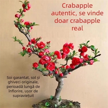 Begonie Longevity Crown Bonsai – Begonie în ghiveci cu flori roșii, pentru interior și exterior