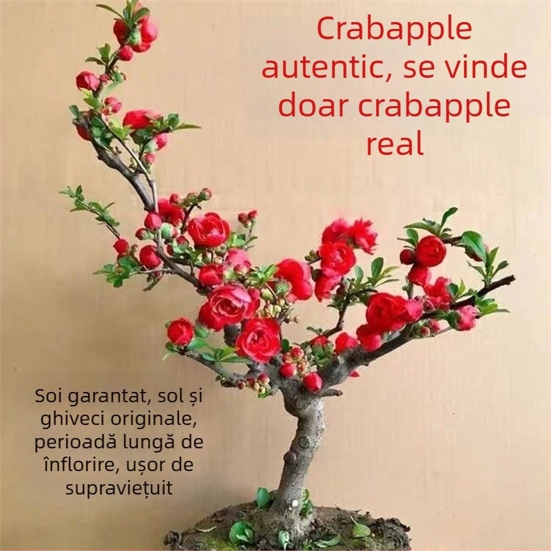 Begonie Longevity Crown Bonsai – Begonie în ghiveci cu flori roșii, pentru interior și exterior