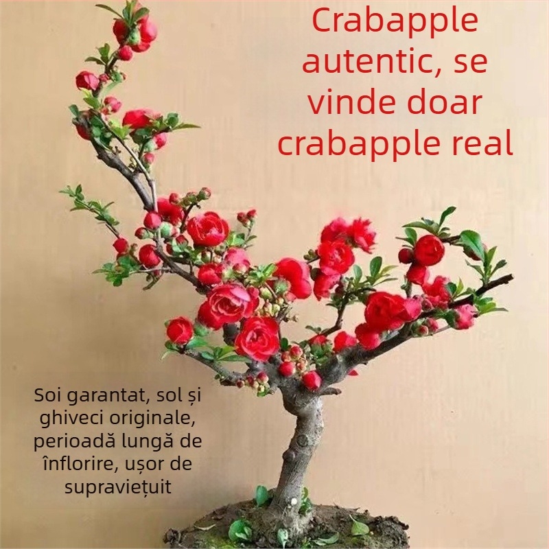 Begonie Longevity Crown Bonsai – Begonie în ghiveci cu flori roșii, pentru interior și exterior