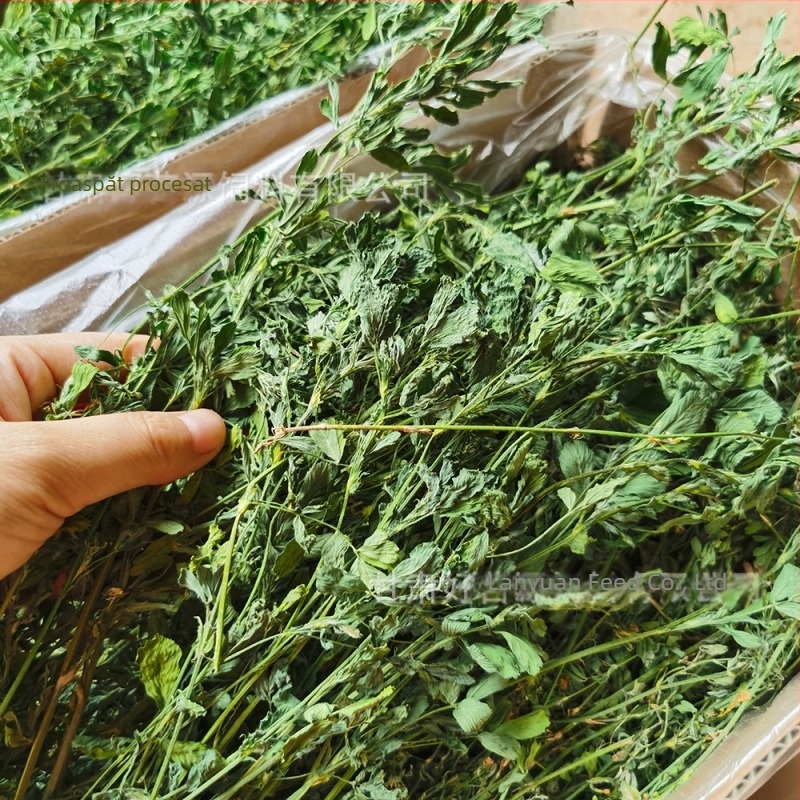 Lucernă uscată pentru rozătoare mici – 1 kg, Good Alfalfa Source, hrană pentru animale de companie