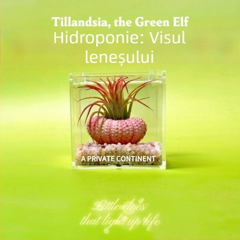 Set mini de plante fără pământ pentru birou, fabricat manual, personalizabil (Material: Plantă; Procesare și personalizare: Suportă personalizare)