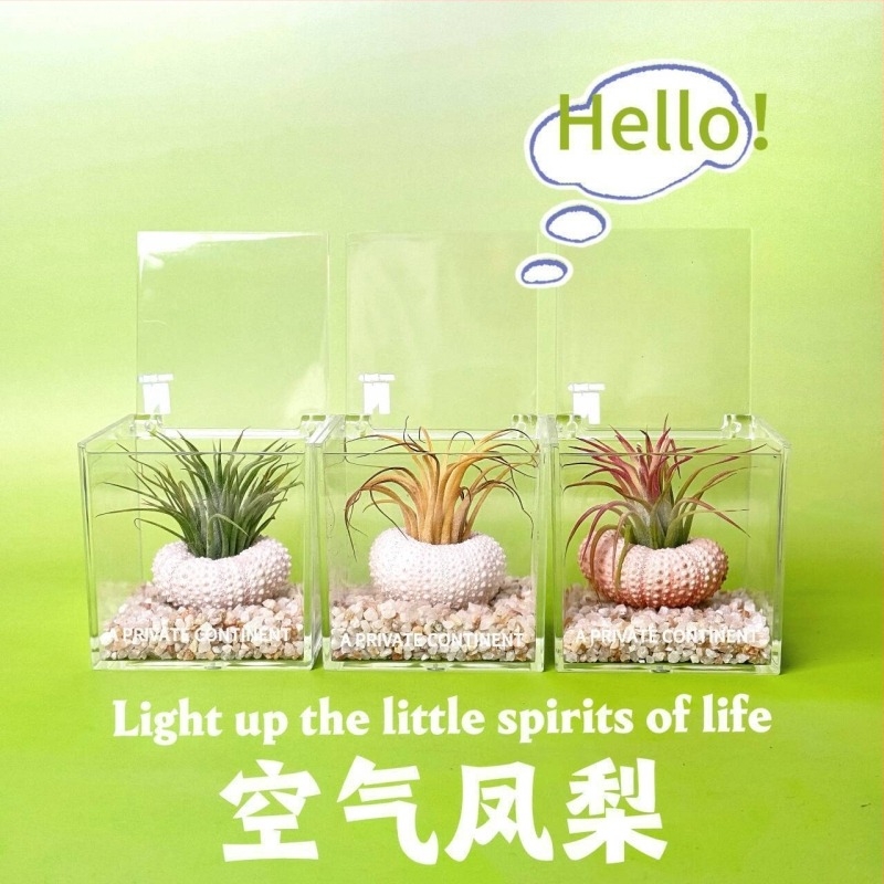 Set mini de plante fără pământ pentru birou, fabricat manual, personalizabil (Material: Plantă; Procesare și personalizare: Suportă personalizare)