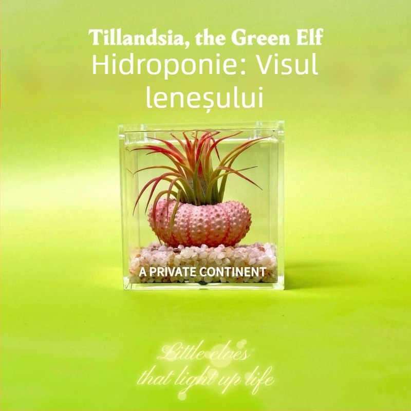 Set mini de plante fără pământ pentru birou, fabricat manual, personalizabil (Material: Plantă; Procesare și personalizare: Suportă personalizare)