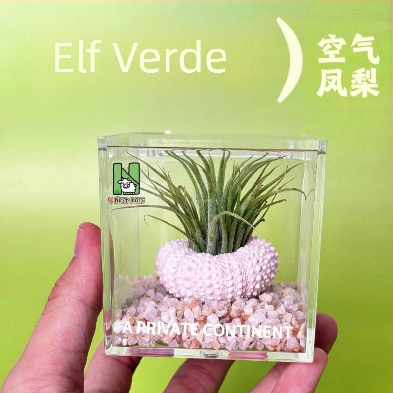 Set mini de plante fără pământ pentru birou, fabricat manual, personalizabil (Material: Plantă; Procesare și personalizare: Suportă personalizare)