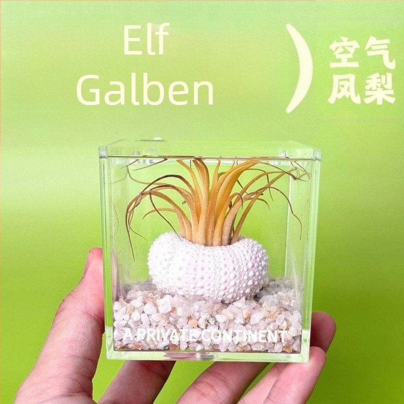 Set mini de plante fără pământ pentru birou, fabricat manual, personalizabil (Material: Plantă; Procesare și personalizare: Suportă personalizare)