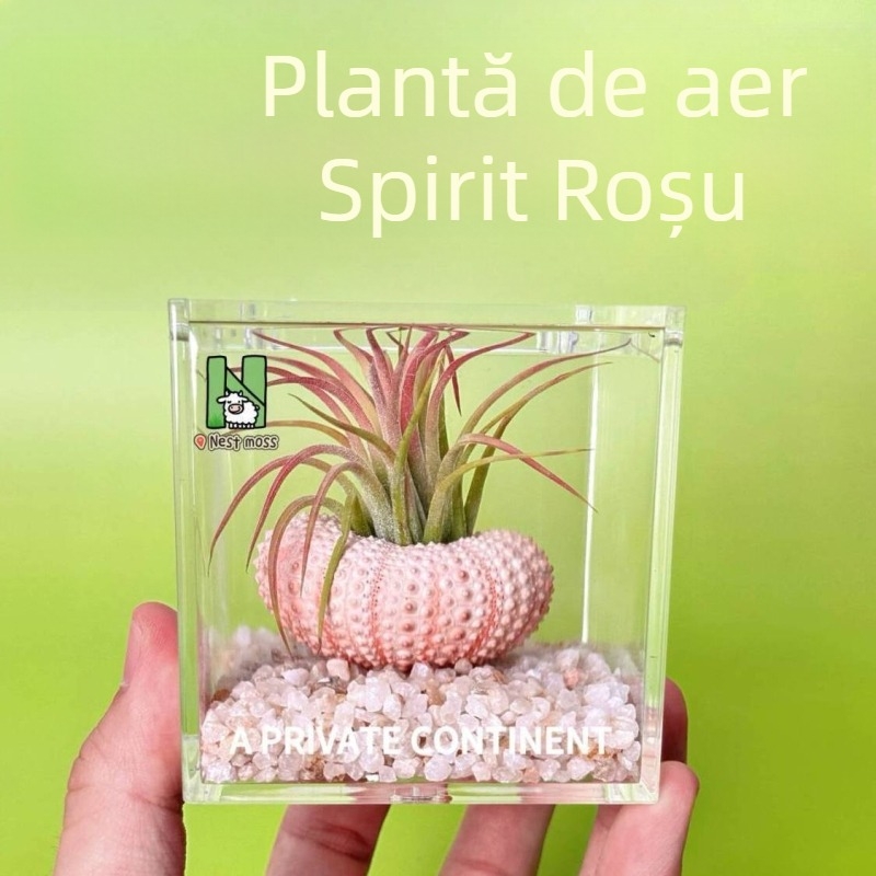 Set mini de plante fără pământ pentru birou, fabricat manual, personalizabil (Material: Plantă; Procesare și personalizare: Suportă personalizare)
