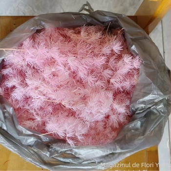 Flori uscate Penglai pine – crenguțe laterale pentru decor de nuntă (Material: flori uscate și păstrate; Varietate: Penglai pine; Brand: Yuetong Flowers)