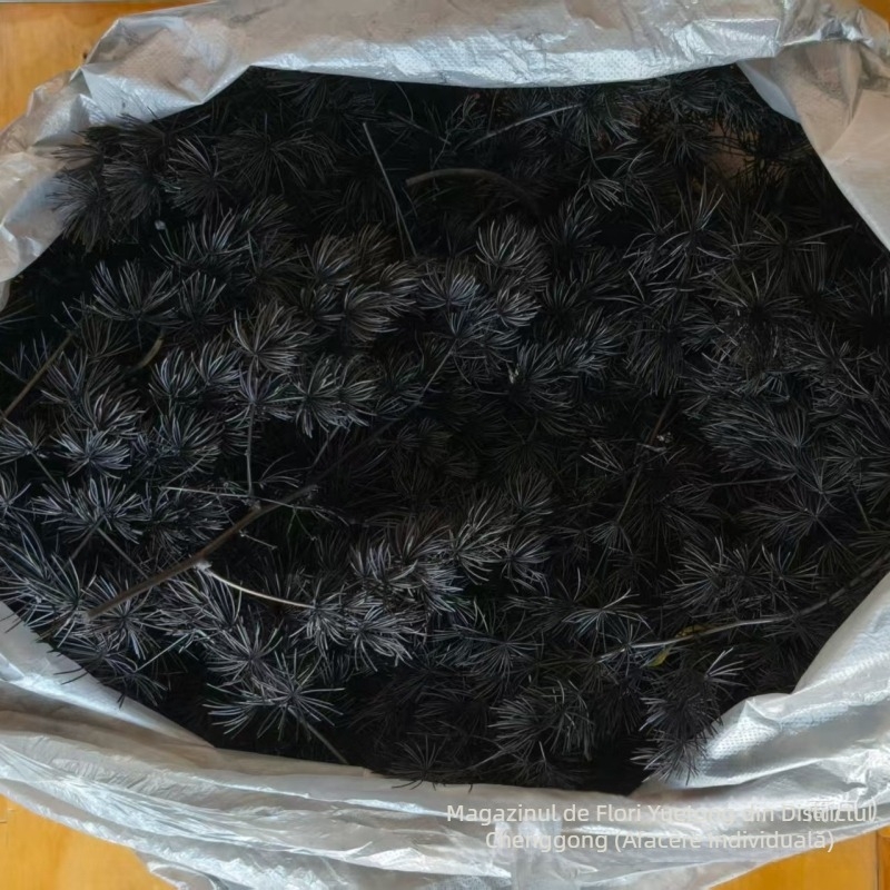 Flori uscate Penglai pine – crenguțe laterale pentru decor de nuntă (Material: flori uscate și păstrate; Varietate: Penglai pine; Brand: Yuetong Flowers)