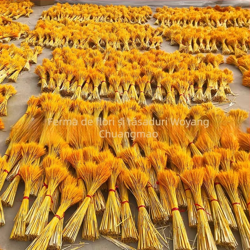 Buchet uscat de orz, tulpini vopsite, 100 tulpini în fiecare buchet, pentru nunți și decor permanent