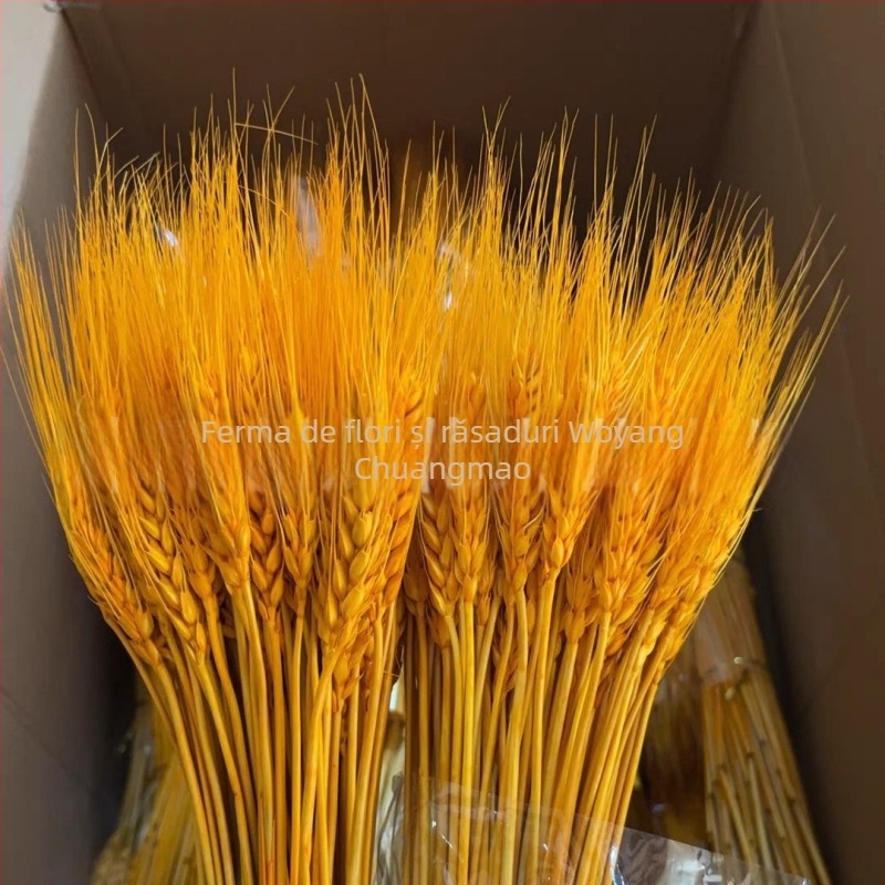 Buchet uscat de orz, tulpini vopsite, 100 tulpini în fiecare buchet, pentru nunți și decor permanent