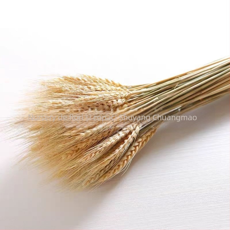 Buchet uscat de orz, tulpini vopsite, 100 tulpini în fiecare buchet, pentru nunți și decor permanent