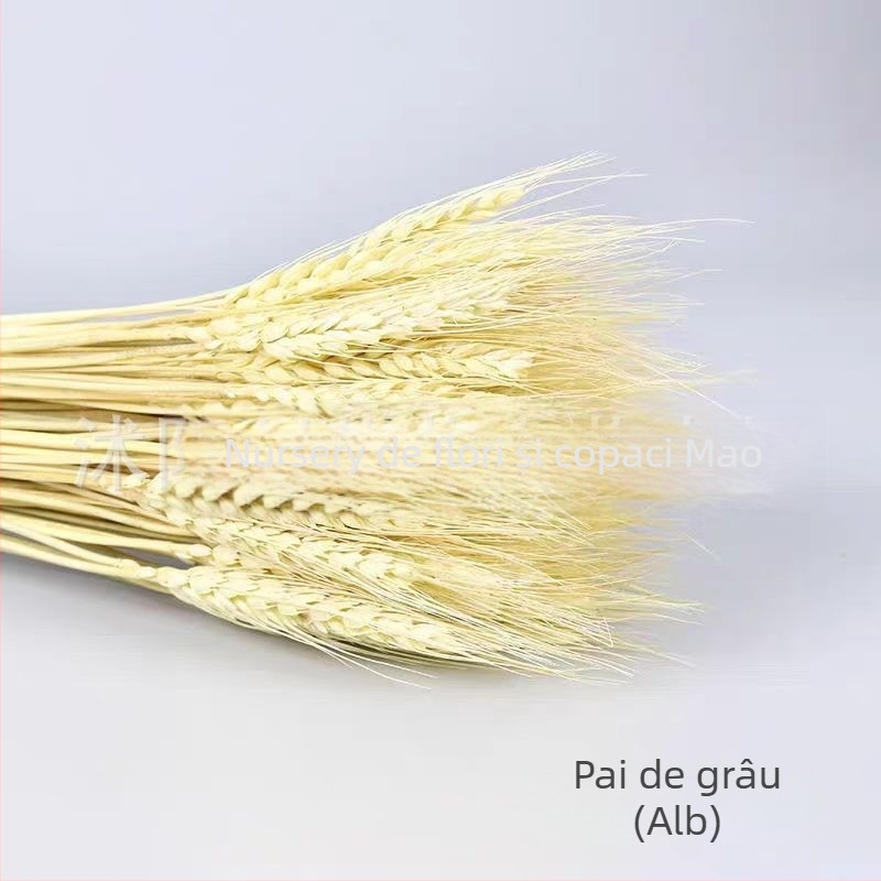 Buchet uscat de orz, tulpini vopsite, 100 tulpini în fiecare buchet, pentru nunți și decor permanent