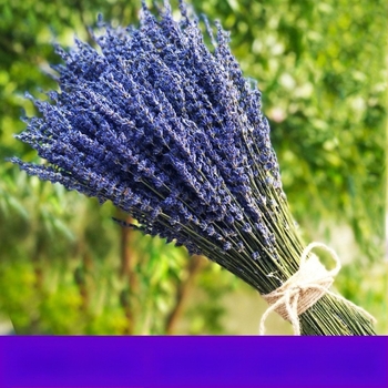 Buchet de lavandă din flori uscate, naturale, fără colorare, cu tulpini uscate, pentru săculețe de aromaterapie, ambalaj: pungă OPP