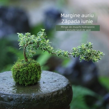 Bonsai cu bilă de mușchi – Micro peisaj în formă June Snow, ușor de întreținut, hidroponic, verdeață de interior; Material: Other; Brand: Other; Import: No