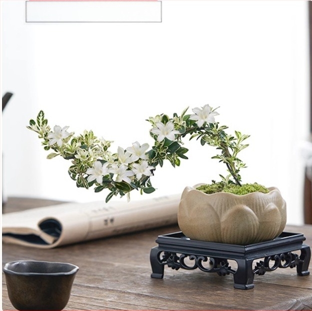 Bonsai cu bilă de mușchi – Micro peisaj în formă June Snow, ușor de întreținut, hidroponic, verdeață de interior; Material: Other; Brand: Other; Import: No