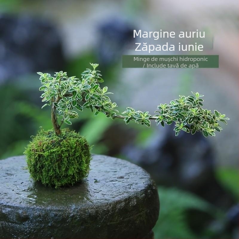 Bonsai cu bilă de mușchi – Micro peisaj în formă June Snow, ușor de întreținut, hidroponic, verdeață de interior; Material: Other; Brand: Other; Import: No