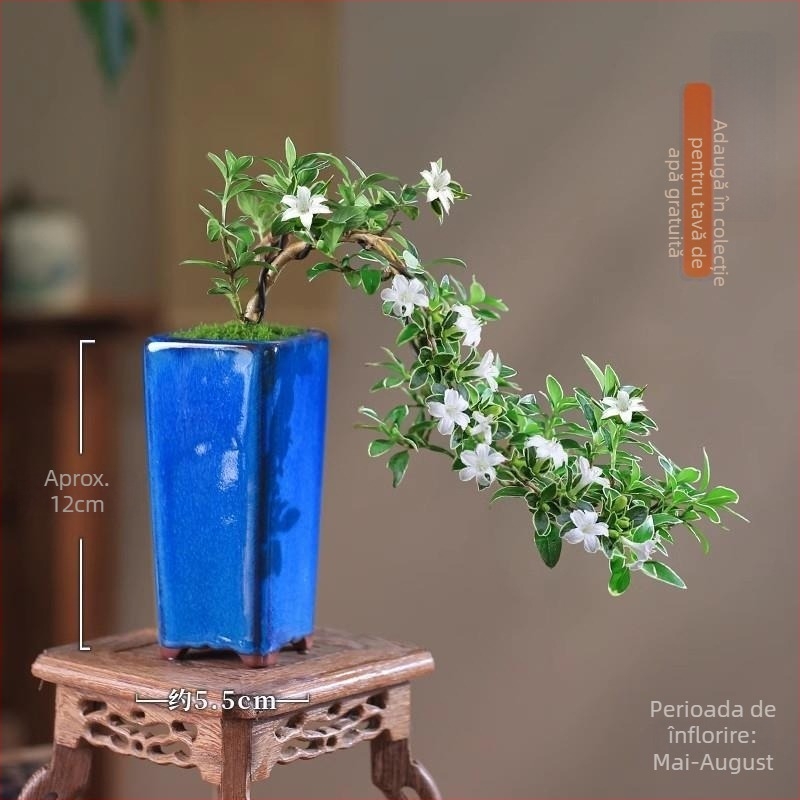 Bonsai cu bilă de mușchi – Micro peisaj în formă June Snow, ușor de întreținut, hidroponic, verdeață de interior; Material: Other; Brand: Other; Import: No