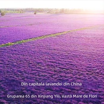 Sachet cu flori uscate de lavandă – lavandă cu frunze înguste, ambalare en gros, aromă pentru relaxare și somn