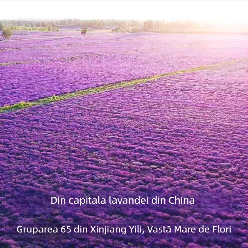 Sachet cu flori uscate de lavandă – lavandă cu frunze înguste, ambalare en gros, aromă pentru relaxare și somn