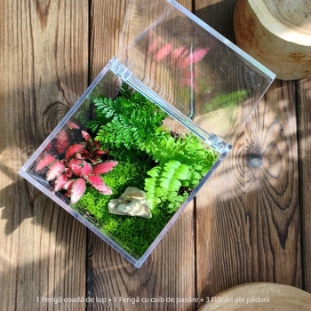 Set micro peisaj cu mușchi – cutie pătrată, plantă de birou, material din flori de mătase, varietate tortoise shell, pentru nunți