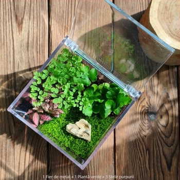 Set micro peisaj cu mușchi – cutie pătrată, plantă de birou, material din flori de mătase, varietate tortoise shell, pentru nunți