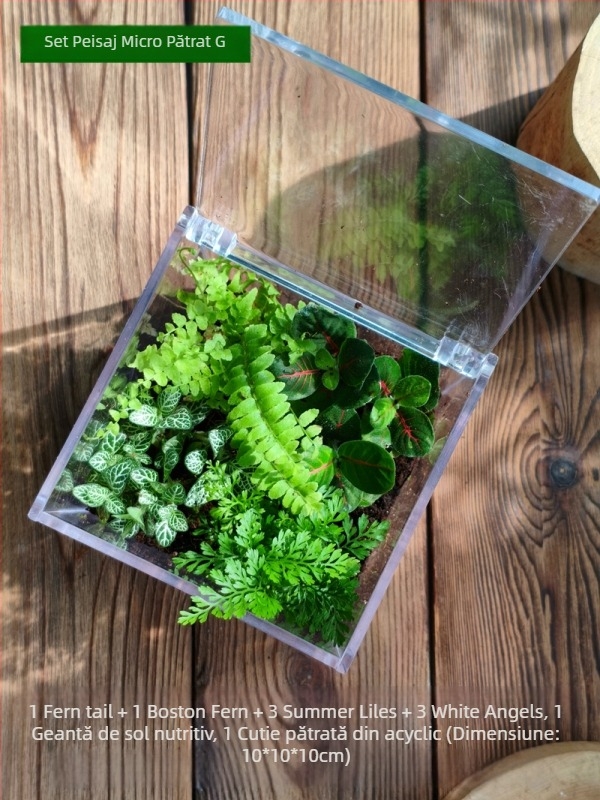 Set micro peisaj cu mușchi – cutie pătrată, plantă de birou, material din flori de mătase, varietate tortoise shell, pentru nunți
