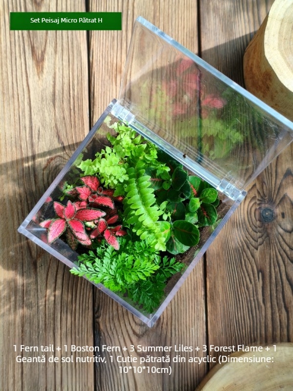 Set micro peisaj cu mușchi – cutie pătrată, plantă de birou, material din flori de mătase, varietate tortoise shell, pentru nunți