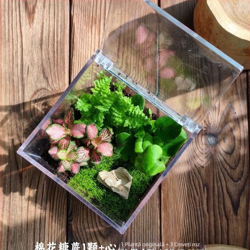 Set micro peisaj cu mușchi – cutie pătrată, plantă de birou, material din flori de mătase, varietate tortoise shell, pentru nunți
