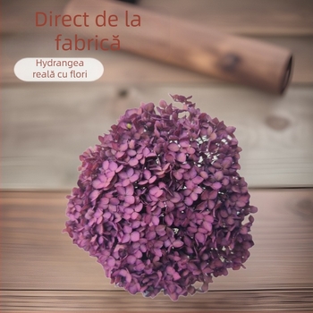 Anna hortensia – flori păstrate, flori uscate pe creangă, vopsite, pentru buchet