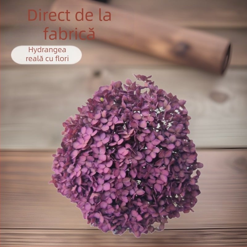 Anna hortensia – flori păstrate, flori uscate pe creangă, vopsite, pentru buchet