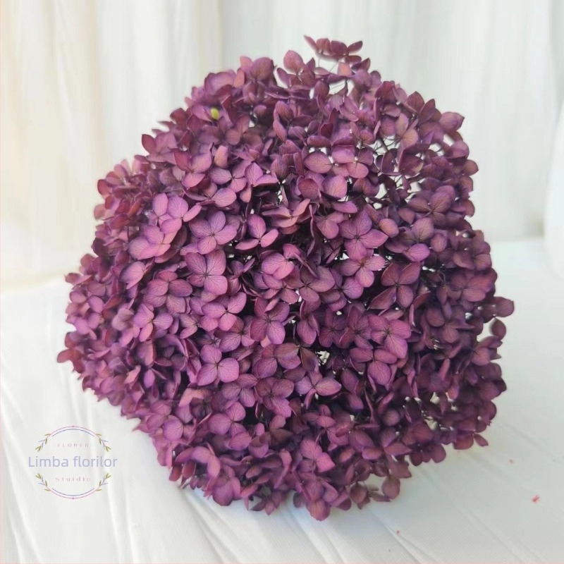 Anna hortensia – flori păstrate, flori uscate pe creangă, vopsite, pentru buchet