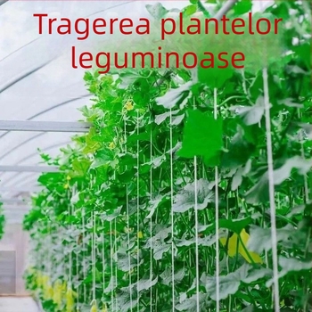 Benzi din pânză pentru legat cu catarame – rezistente la intemperii, pentru uz casnic, ideale pentru legarea ramurilor de fructe și fixarea obiectelor (Greutate maximă 50 kg; Temperatură de funcționare 110; Standard: pânză pură; Brand: Zhi chen)