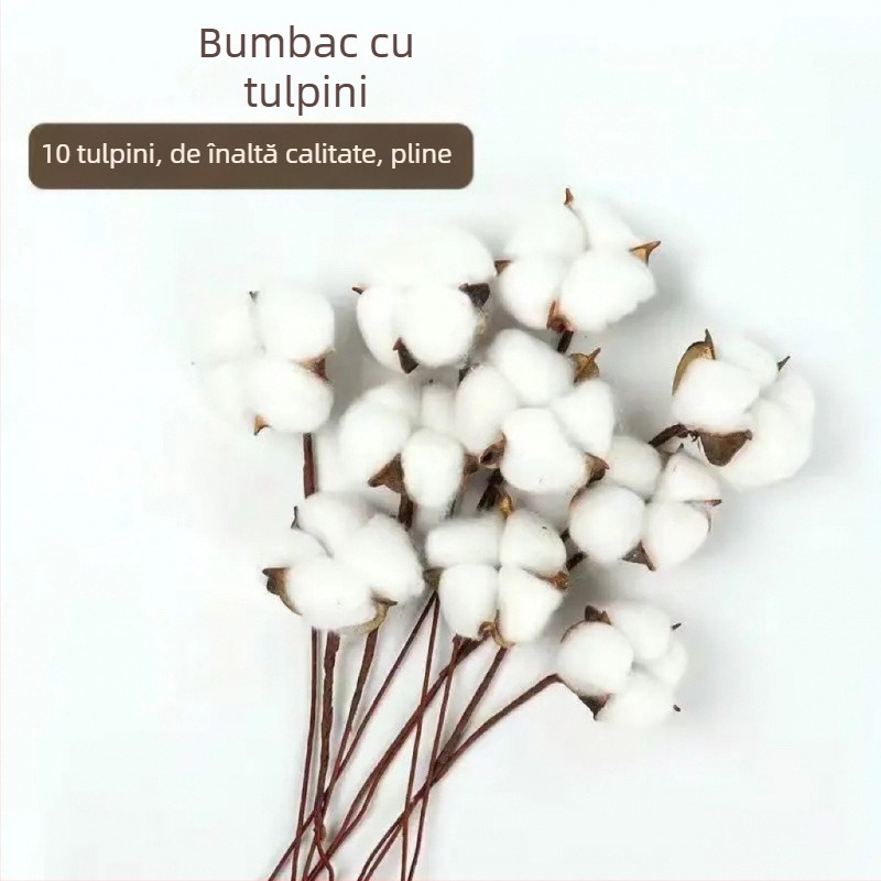 Ramuri uscate de kapok pentru decorul peretelui – nepigmentate, brand unic, altă varietate