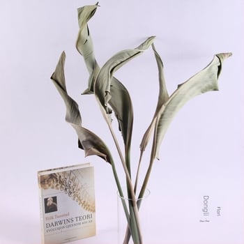 Buchet de flori uscate Pasărea paradisului pentru expoziție și decor de nuntă — East Fence