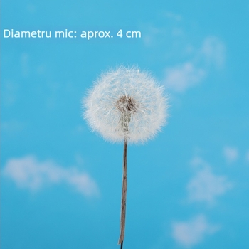 Păpădie gigantică uscată – flori nemurite, materiale DIY pentru decor, vază și recuzită pentru fotografii