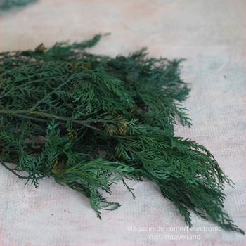 Ramuri de pin pentru buchete — flori uscate cu vene, vopsite, ambalate în pungi