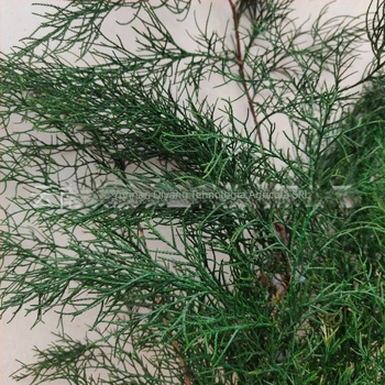 Crengi - Pine Cypress, vopsite, Brand Qiyang, pereți decorativi