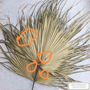 Lamelă de frunză de palmier pentru decorul pereților — vene uscate ale frunzei, varietate palmier, marcă Qifeng cattail fan