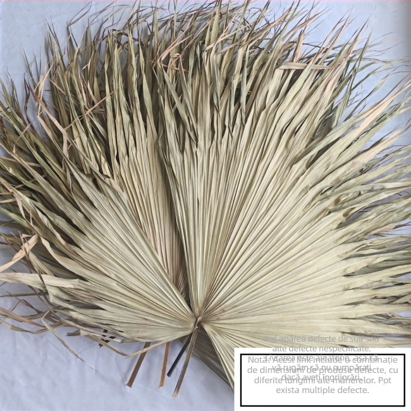 Lamelă de frunză de palmier pentru decorul pereților — vene uscate ale frunzei, varietate palmier, marcă Qifeng cattail fan