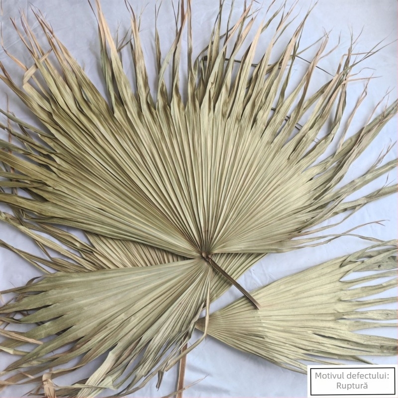 Lamelă de frunză de palmier pentru decorul pereților — vene uscate ale frunzei, varietate palmier, marcă Qifeng cattail fan